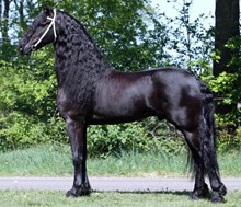 Tsjalle 454