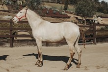 DON DIEGO DE NOCHE