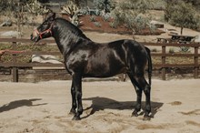 JIMADOR ARMAS